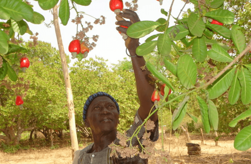 Senegal cashew and peanut exports