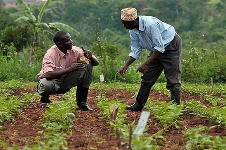 Togo cashew and soybean exports 2024