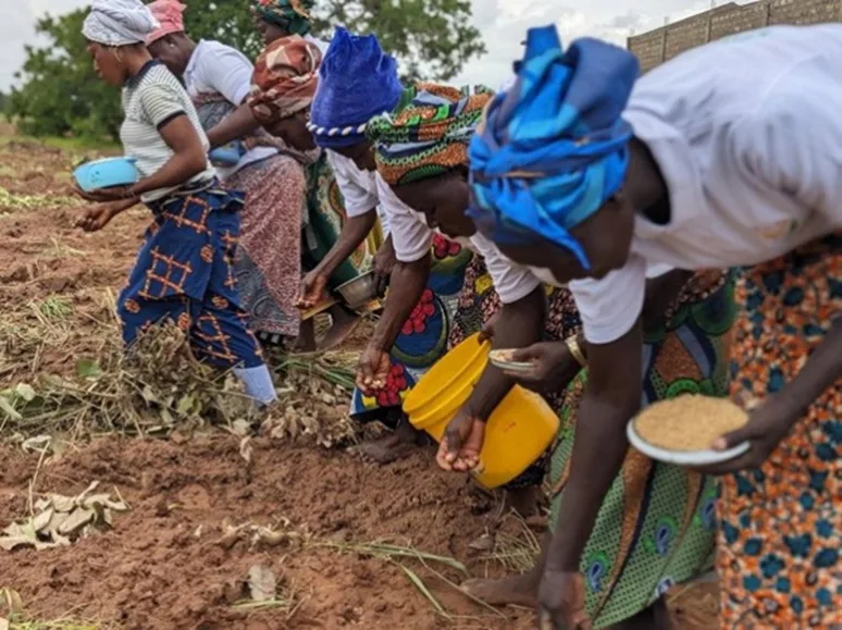 Togo cashew and soybean exports 2024