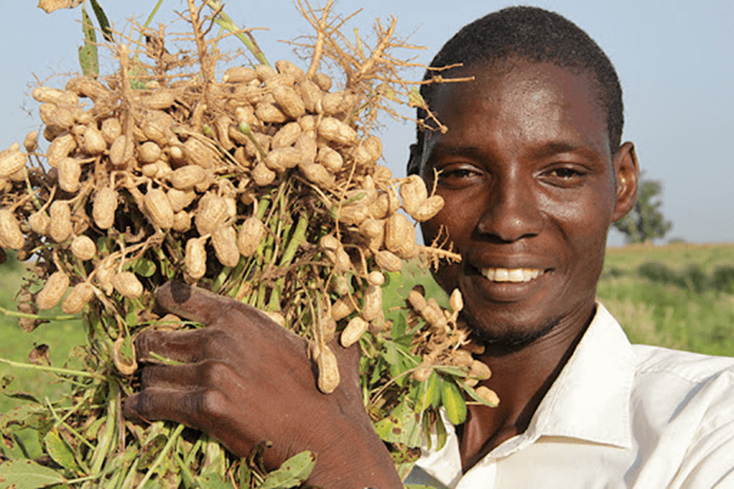 Senegal cashew and peanut exports