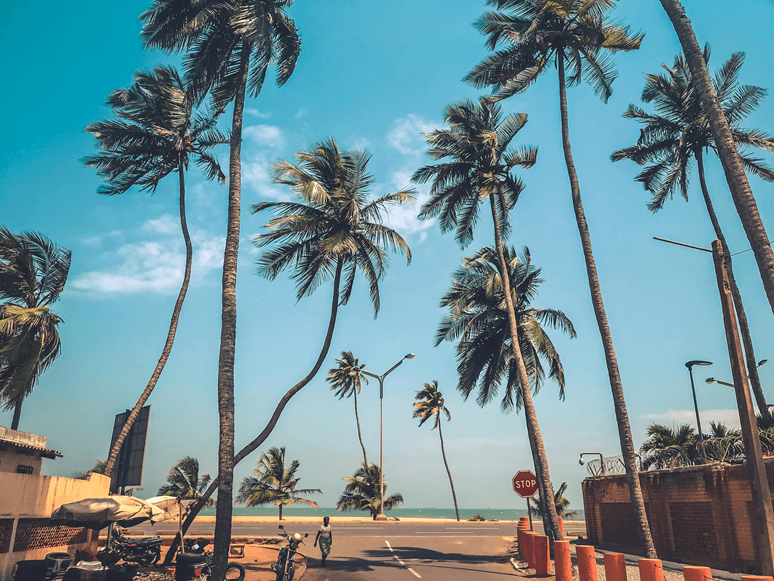 Togo cashew and soybean exports 2024